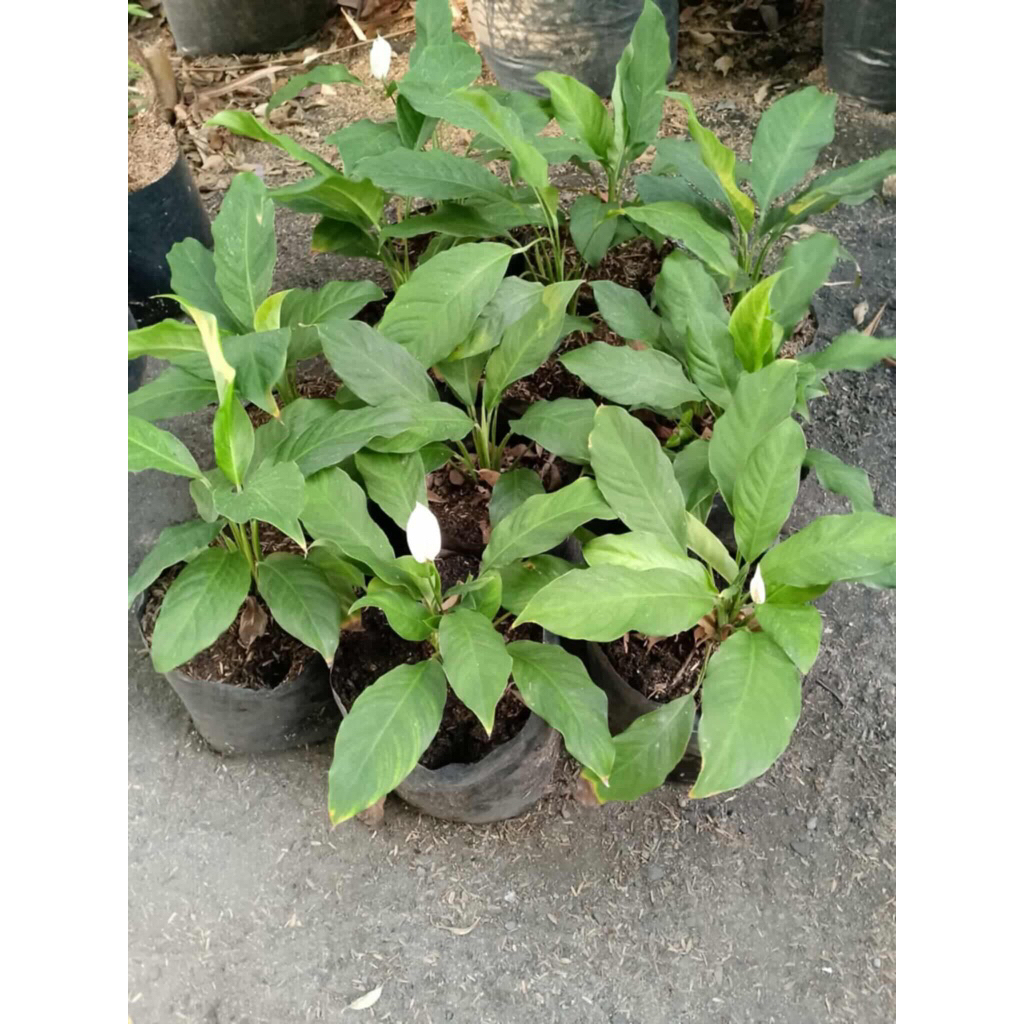 PACELILY (ROOTED PLANT) | Shopee Philippines