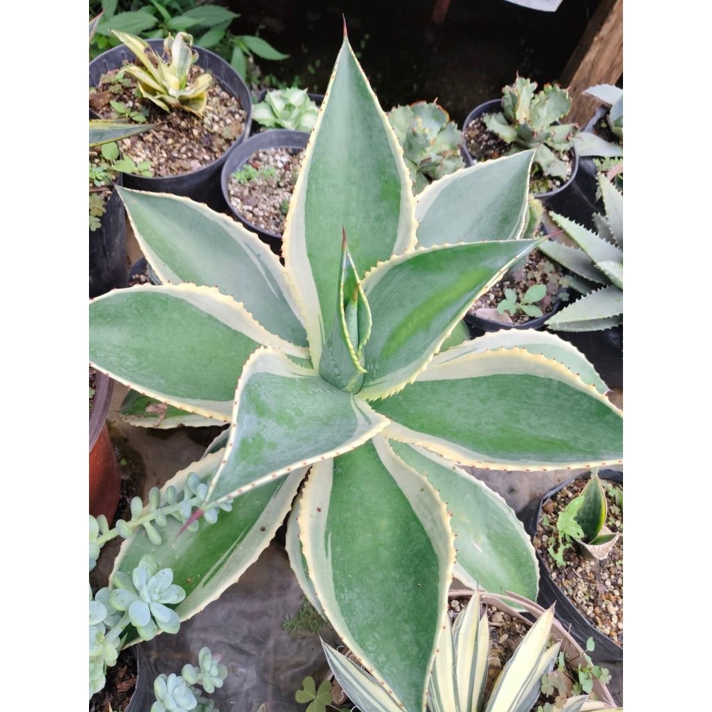 CELSI MULTICOLOR AGAVE PLANT BIG | Shopee Philippines