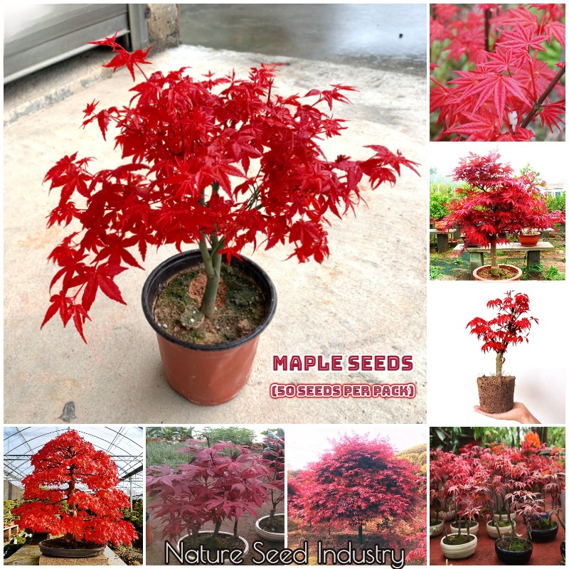 rare-japanese-maple-tree-plant-bonsai-seeds-50pcs-bag-red-maple-seeds