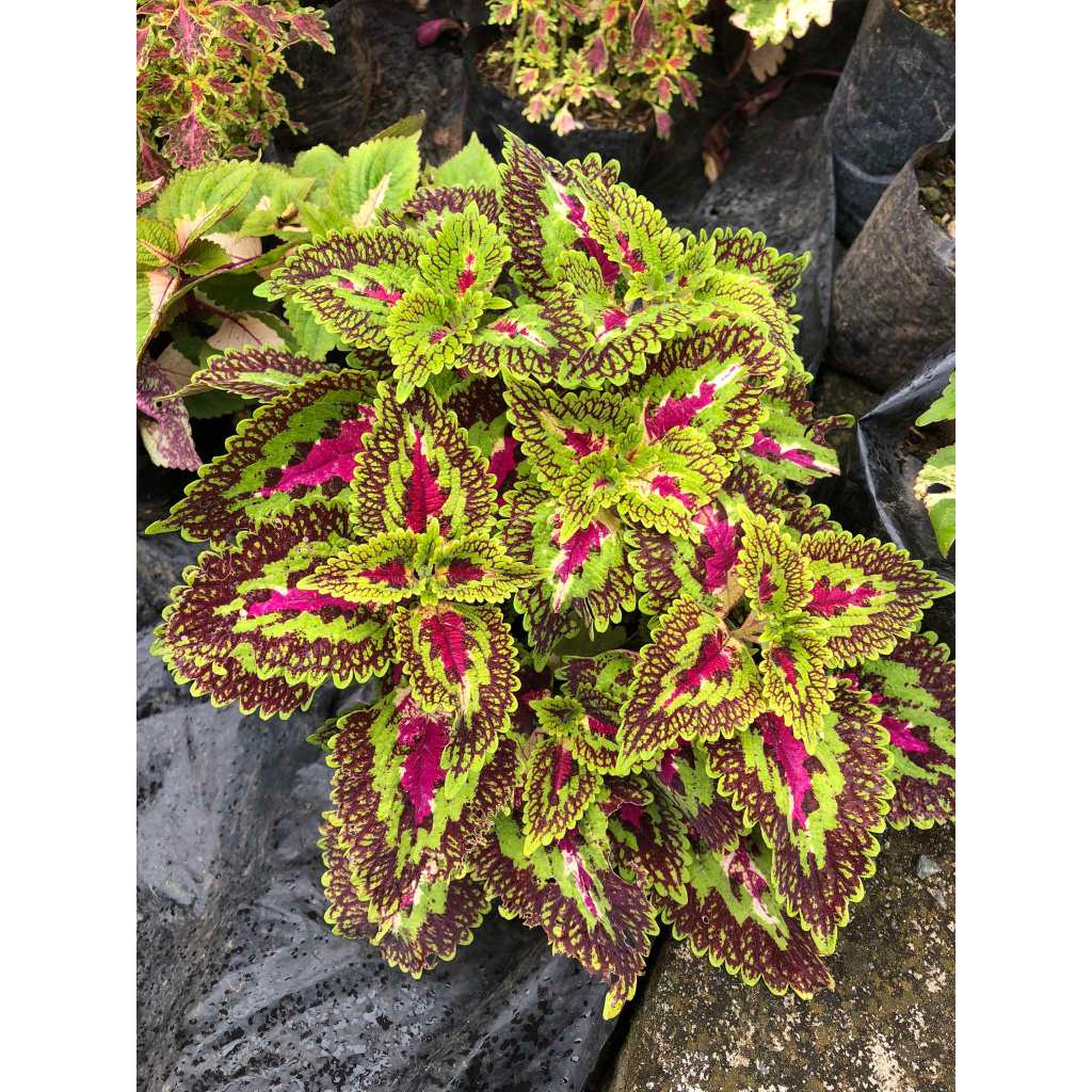 Mayana Coleus Collection with FREE garden soil and pebbles | Shopee ...