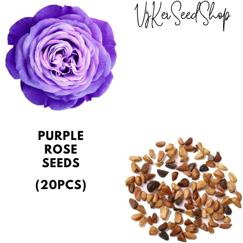 Purple Rose Seeds (20pcs) | Shopee Philippines