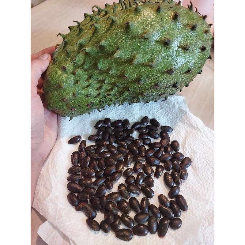 Very sweet Guyabano 5 seeds (Magnolia Variety) | Shopee Philippines