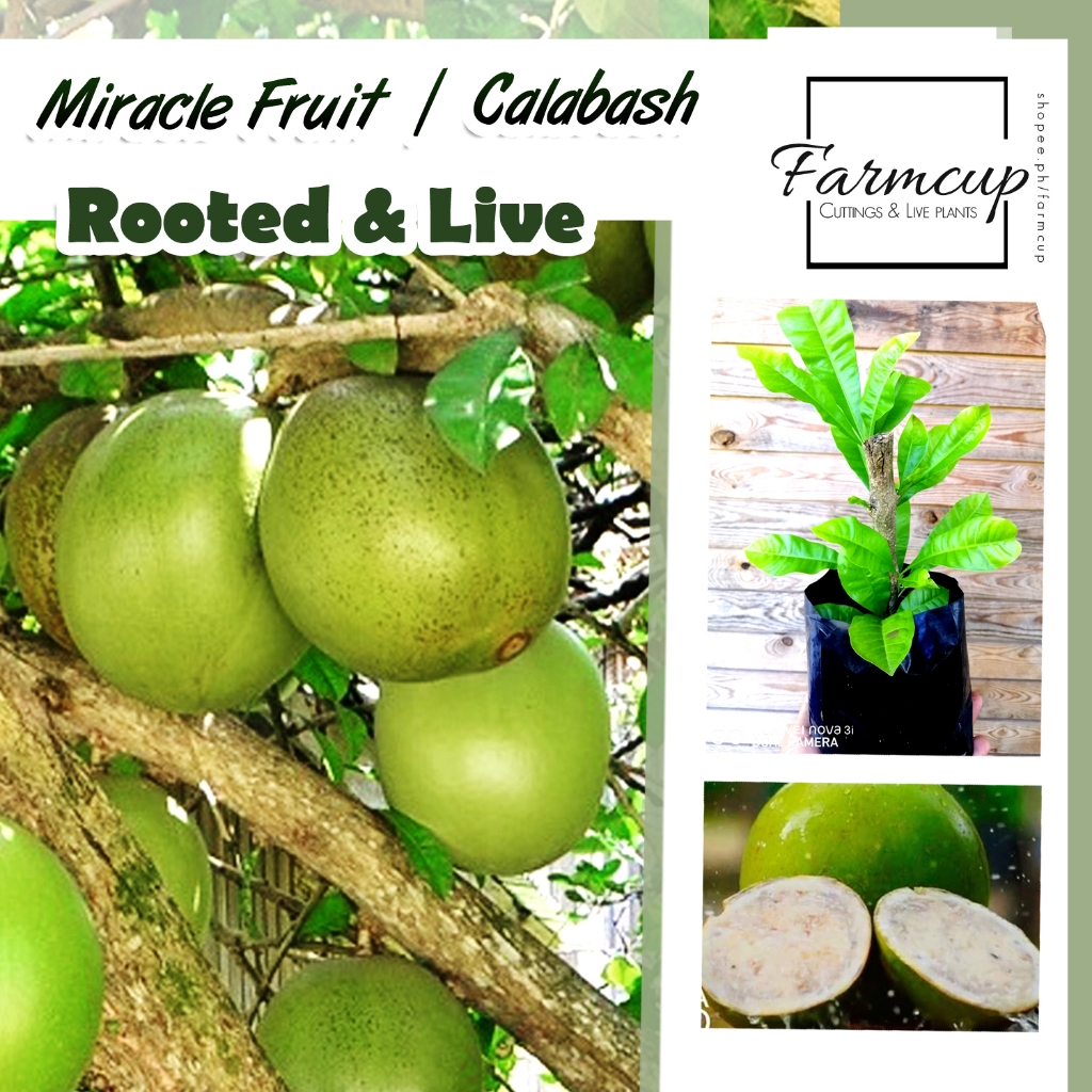 Calabash 