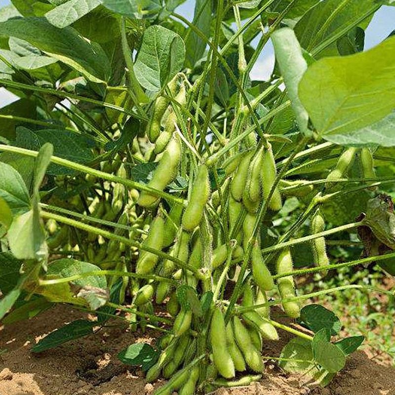 Midori Giant Japanese Edamame Soy Bean Seeds | USA Garden Asian Vegetable Soybean Seed Non GMO