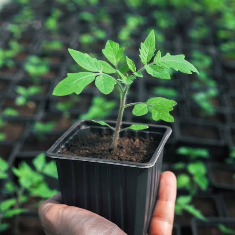 KAMATIS NATIVE SEEDS - ATHENA Variety - High Quality Vegetable Seeds ...