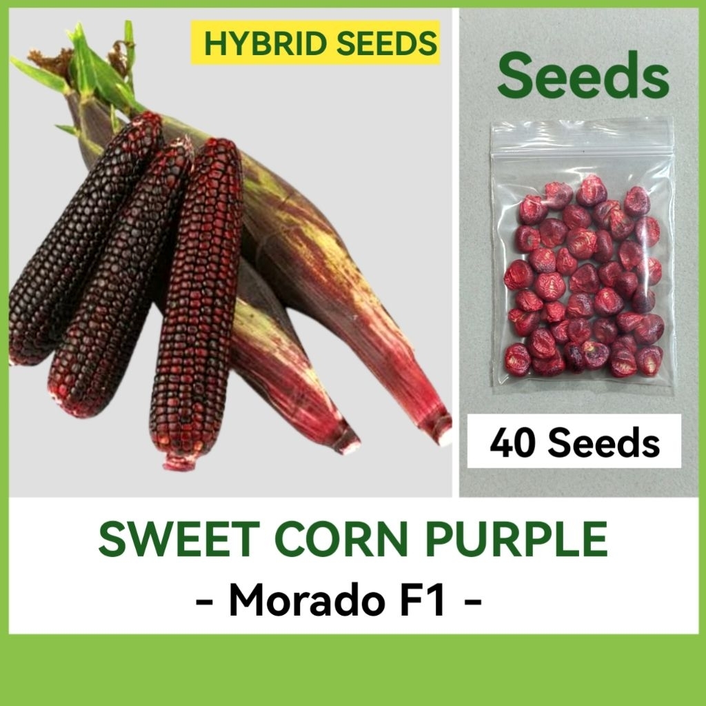 Zuckermais Morado – 10+ Samen, Purpurfarbener, Essbarer Gemüsemais Aus Peru – Für Bunte Pfannengerichte, Suppen Und Traditionelle Chicha Morada – Einjährig, Wuchshöhe Ca. 300 Cm