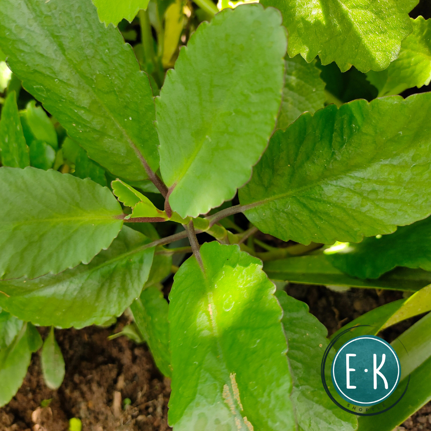 Katakataka Leaves | Dahon ng Katakataka | Kataka-taka | Kataka taka ...