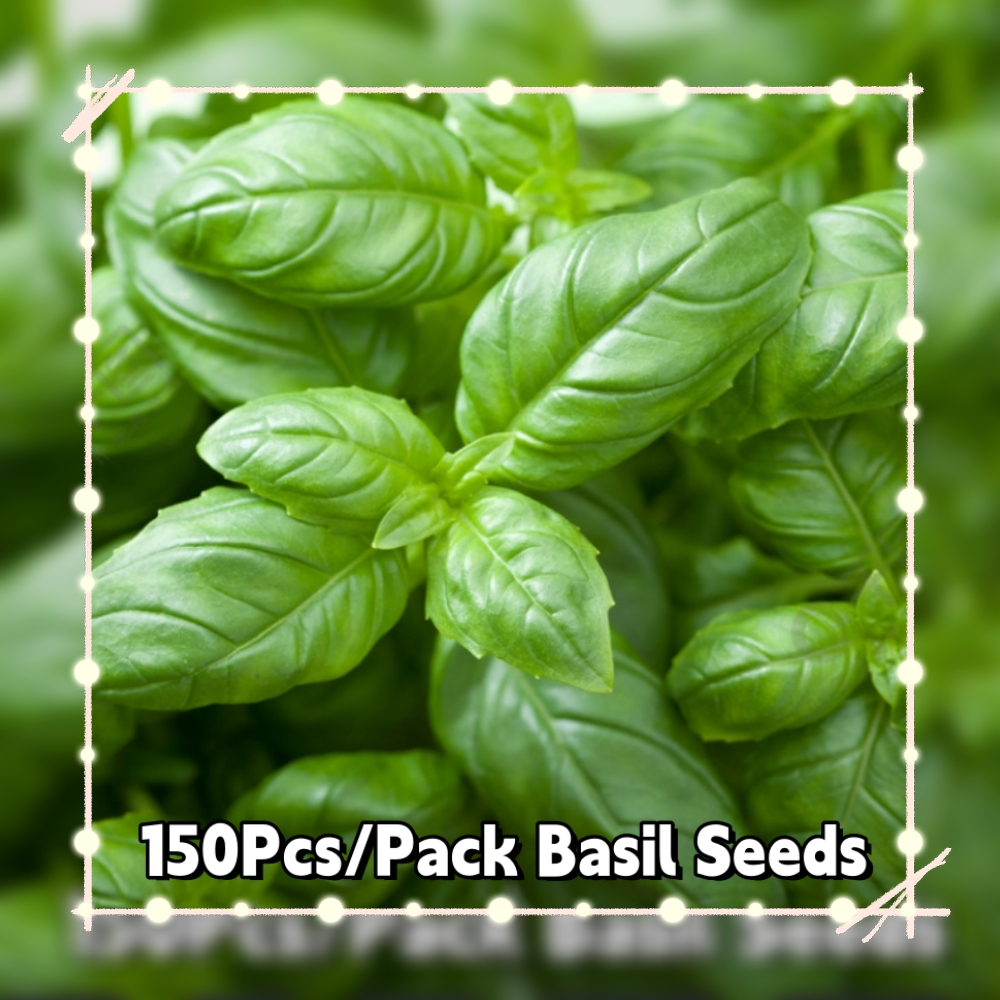 (150Pcs/Pack)Sweet Basil Seeds-Basil Genovese Herb Seeds | Shopee ...