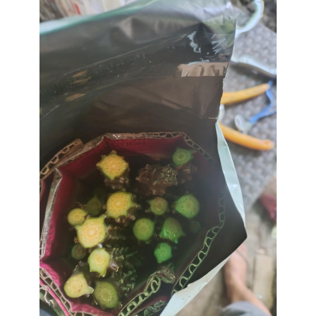Panyawan (Makabuhay Vine) | Shopee Philippines