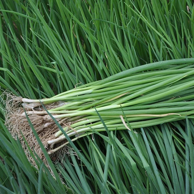 M&A.PHC (1000 seeds) Small Green Leek/Scallion/Spring Onion Vegetable ...