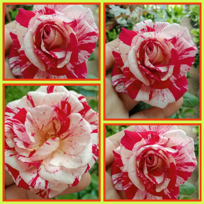 Scented Rose Splash ( Big Pot ) | Shopee Philippines