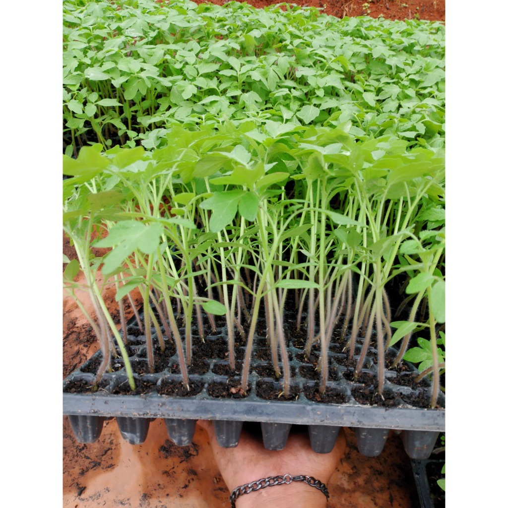 Kamatis/Tomato 12pcs (Diamante Max F1) Seedlings | Shopee Philippines