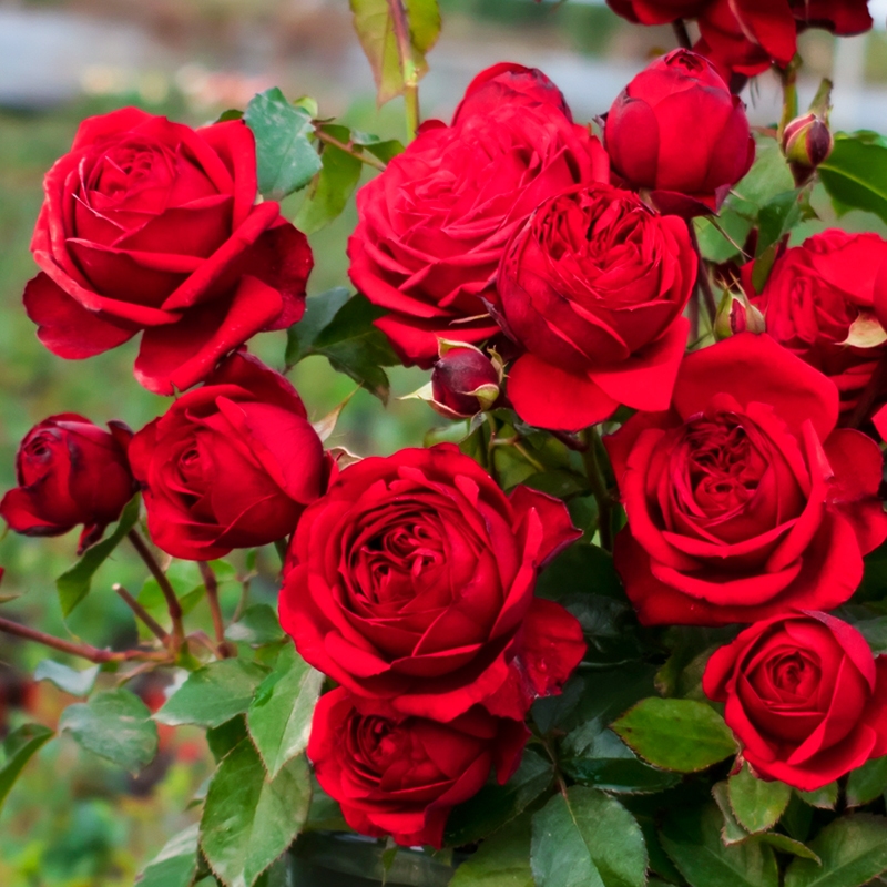 100pcs/bag Fragrant Red Rose Seeds for Planting Flowers Japanese Roses ...
