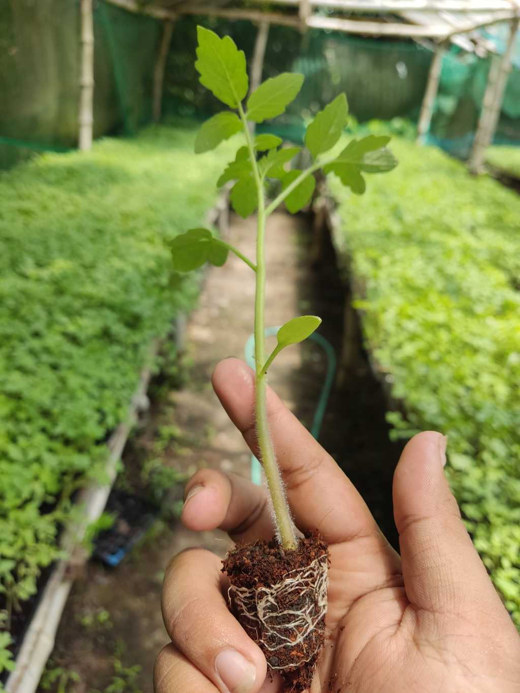 TOMATO / KAMATIS SEEDLINGS | Shopee Philippines