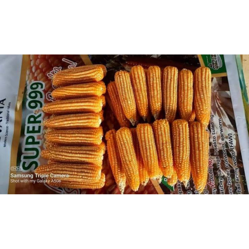 Advanta Super 999 Vt Double Pro 9kg Corn Seeds | Shopee Philippines