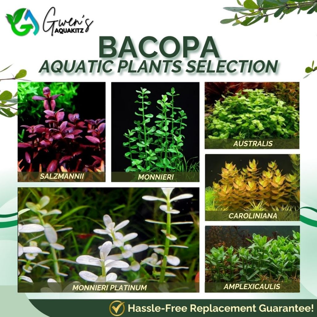 BACOPA AQUATIC PLANTS SELECTIONS by Gwen's Aquakitz - Lowtech Aquatic ...