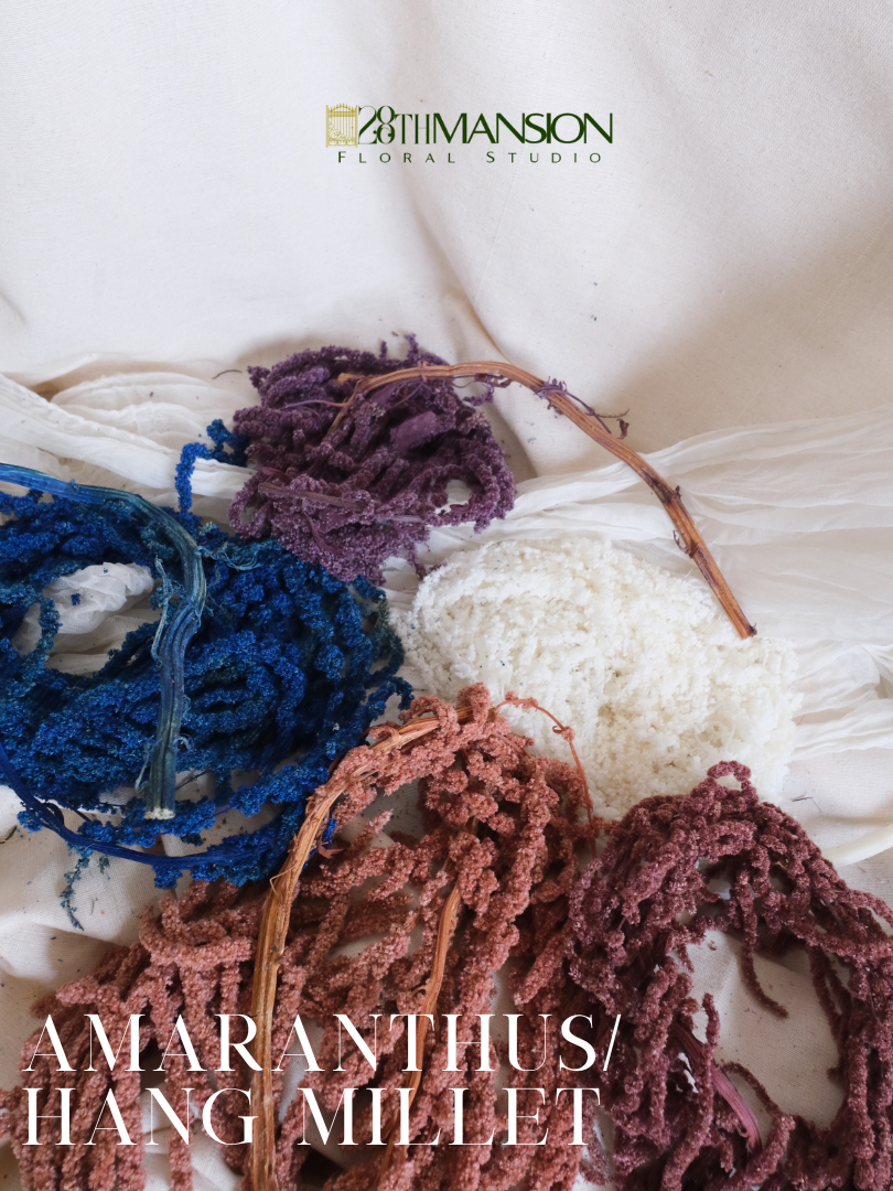 Amaranthus Hang Millet real dried flowers real preserved for decoration ...