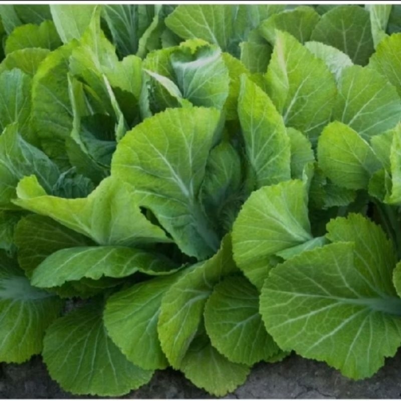 Mustasa seeds for planting (approx 1000 seeds) | Shopee Philippines
