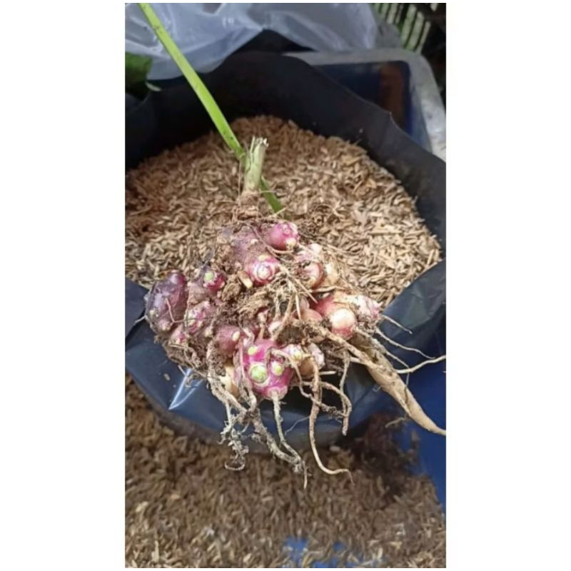 yacon rhizomes/tuber(potted) | Shopee Philippines