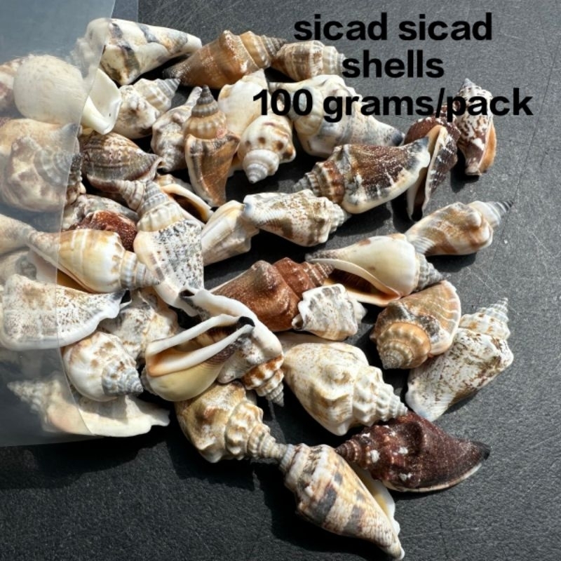(Real Seashells) Sicad Sicad Shells 100 grams per Pack Sicad Seashells ...