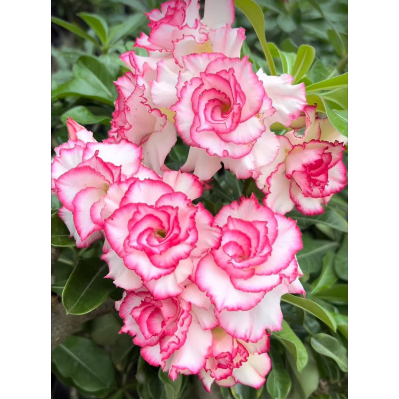 KKE Flower Garden MIXED PINK 4+1 ADENIUM TRIPLE PETALS Adenium Obesum ...