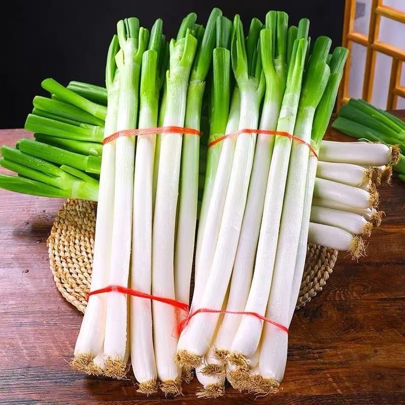Giant Green Onion Seed(500 seeds) -High Germination Spring Onion Seeds ...