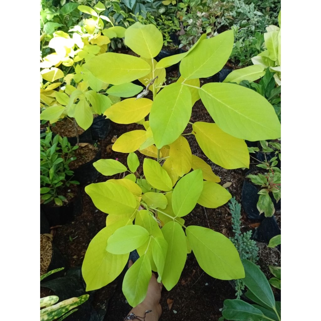 GOLDEN LEDIUM /KOREAN TREE (ROOTED PLANT ) | Shopee Philippines