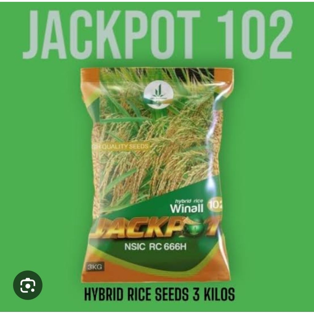 jackpot hybrid rice - Best Prices and Online Promos - Aug 2026 | Shopee ...