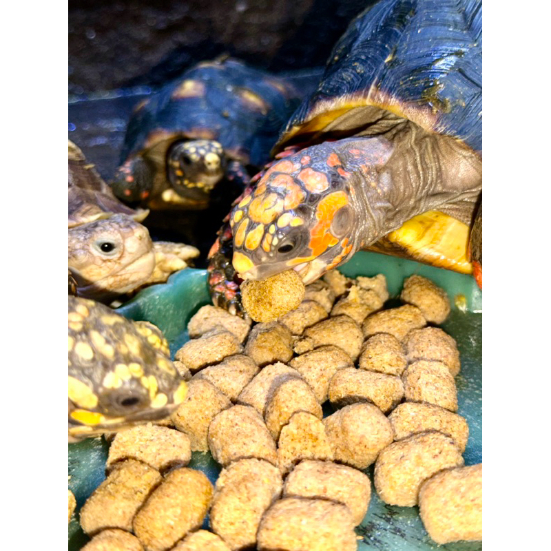 MY TORTOISE FOOD 1kg bag reptile | Shopee Philippines