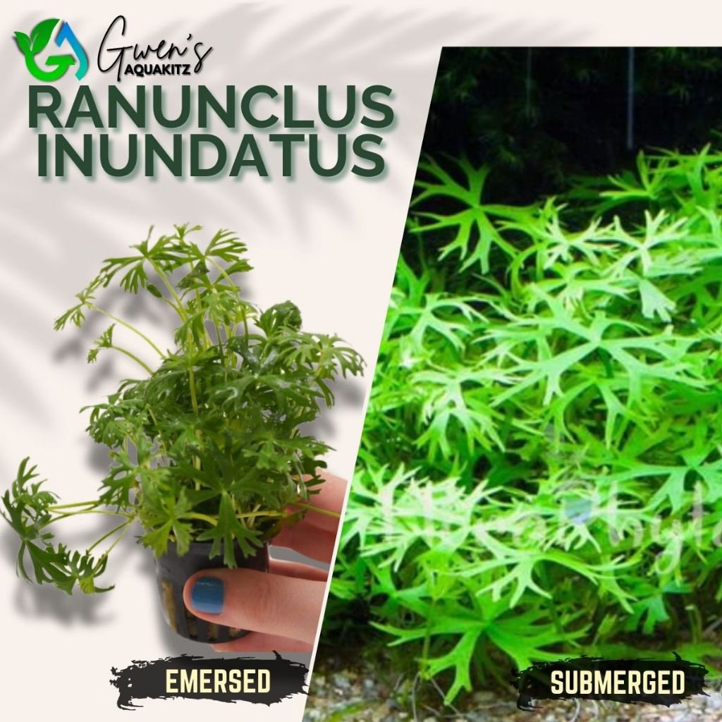 RANUNCULUS INUNDATUS (sold in 5 stems) by Gwen's Aquakitz - Rare ...