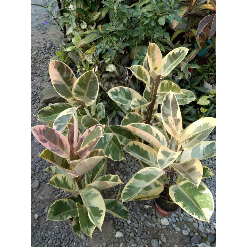 RARE_Ficus Elastica Sylvie_Rubber Tree Sylvie_Variegated Cultivar_Gift ...