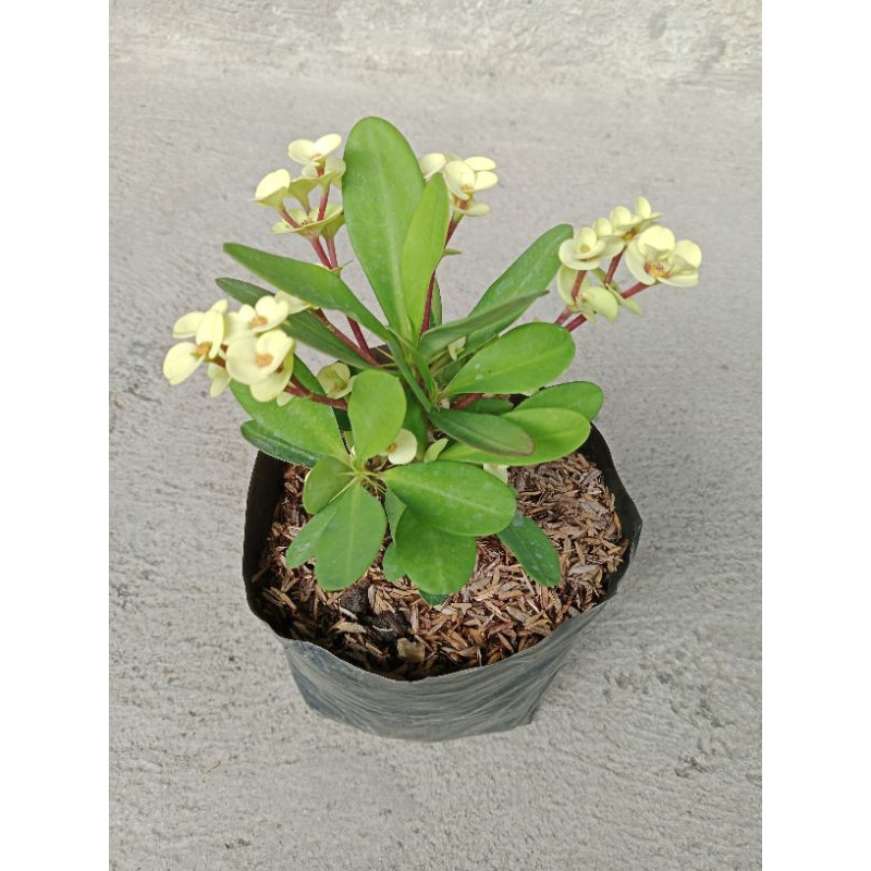 Euphorbia Piti mini uprooted | Shopee Philippines