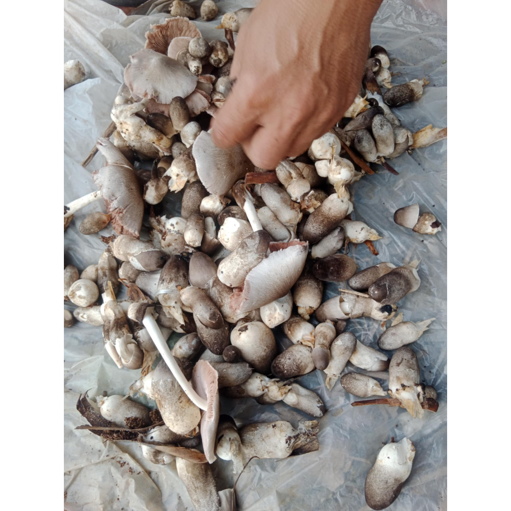 Shop saging for Sale on Shopee Philippines