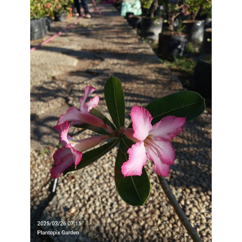 Adenium Kalachuchi Plants/LIVE PLANTS (ROOTED PLANTS) | Shopee Philippines
