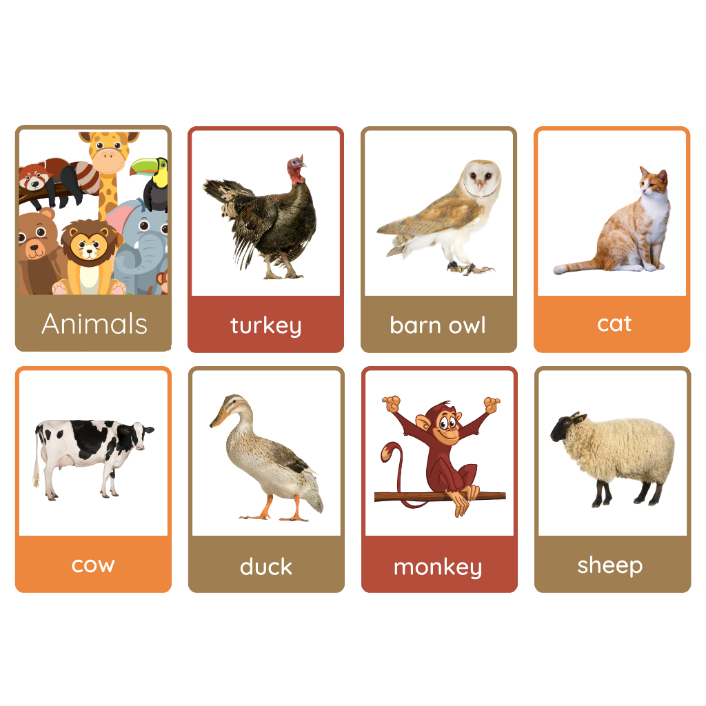 Educational Flash Cards | Shopee Philippines