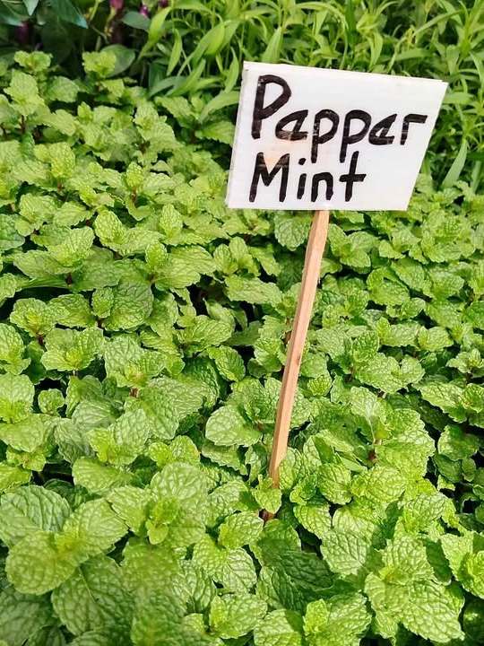 Pepermint Seedlings.. | Shopee Philippines