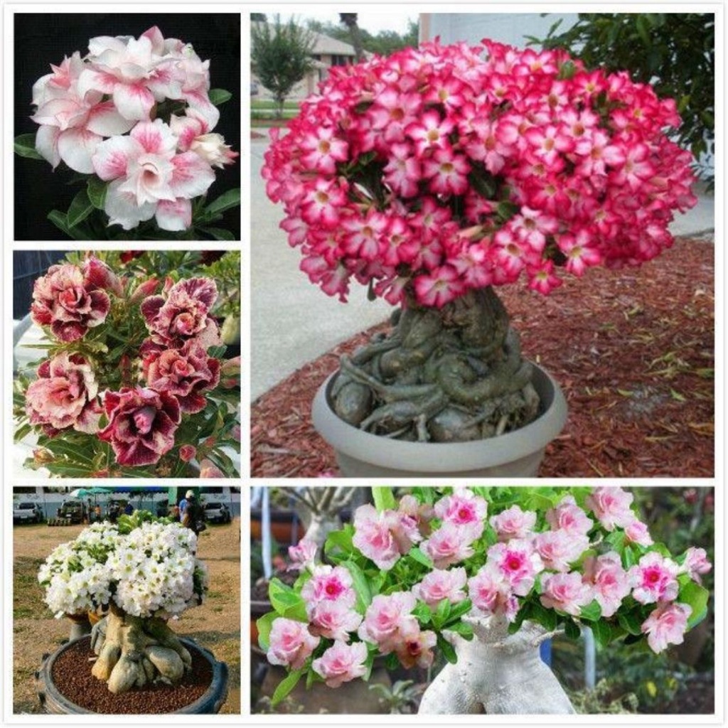 Multi Petals Adenium dwarf Obesum Seeds Home Garden plants Flowers ...