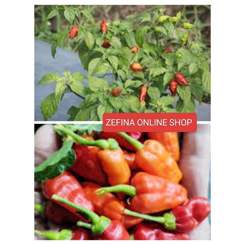 siling demonyo (devil's chilli) seeds new harvest 30 seeds | Shopee ...