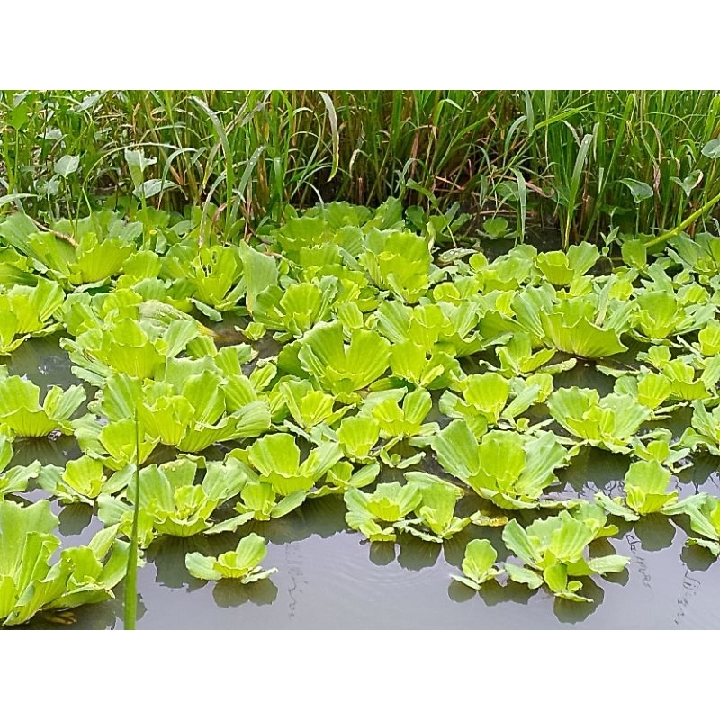 water lettuce (floating plants) | Shopee Philippines