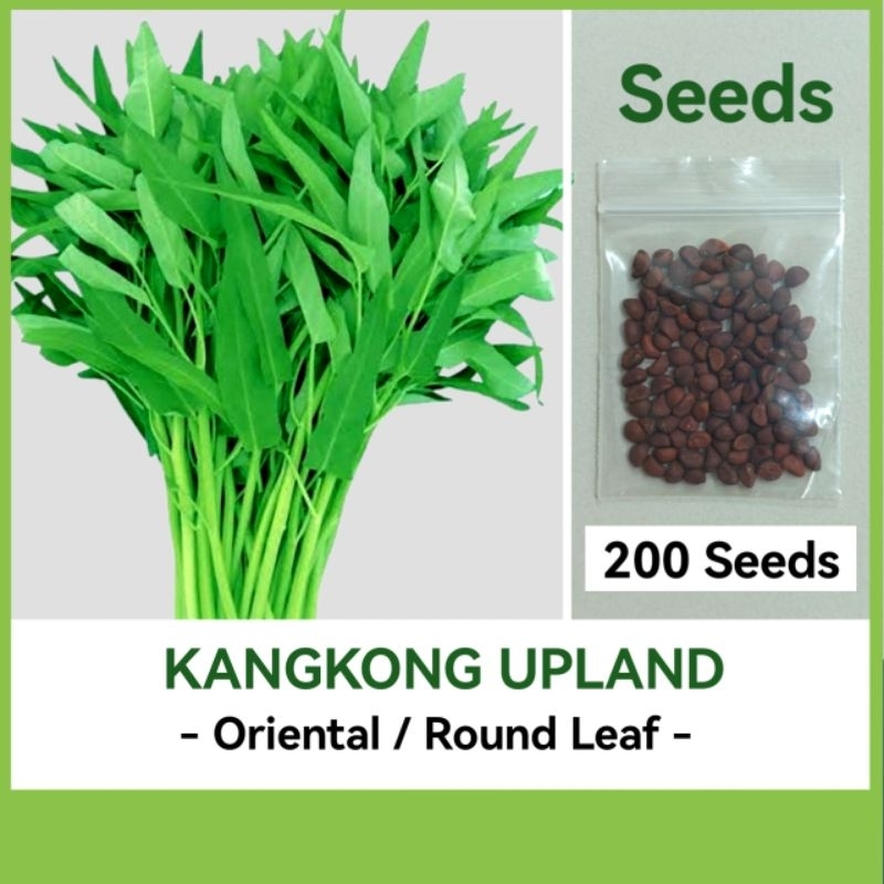 UPLAND KANGKONG SEEDS - ROUNDLEAF Variety - High Quality Vegetable ...