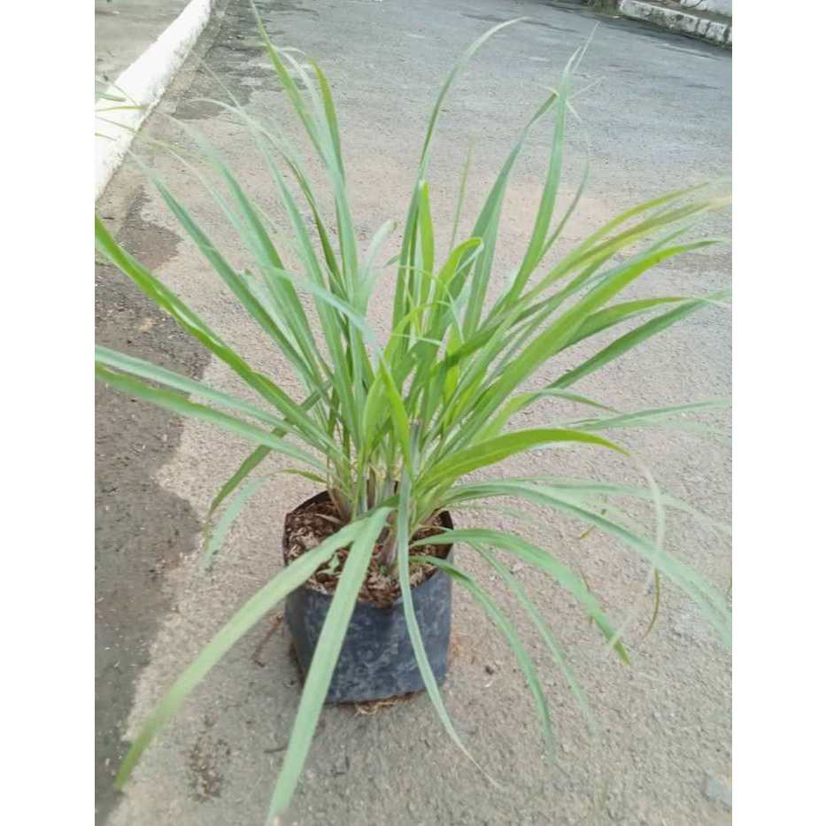 Tanglad (Herb Plant) | Shopee Philippines