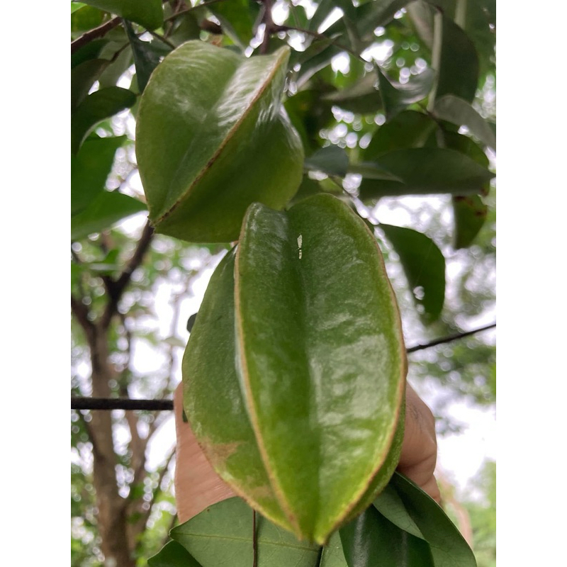 Balimbing /Carambola seeds for planting(5Seeds) | Shopee Philippines