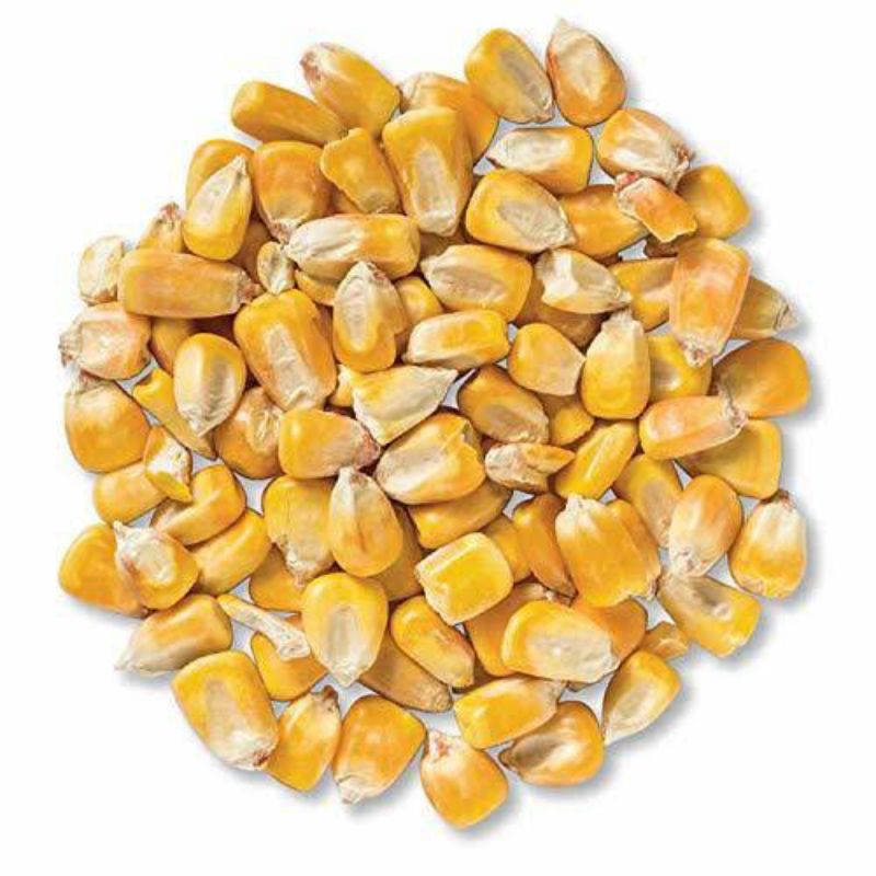 Whole Corn (1kg) for human consumption or animal feeds | Shopee Philippines