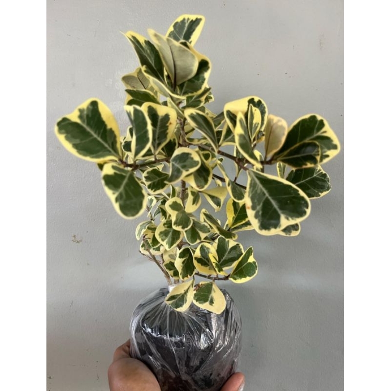 VARIGATED TRIANGULARES LIVE PLANT OUTDOOR | Shopee Philippines