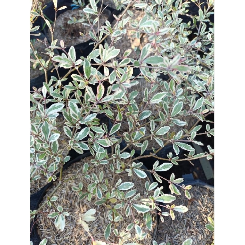 Shop african talisay plant for Sale on Shopee Philippines