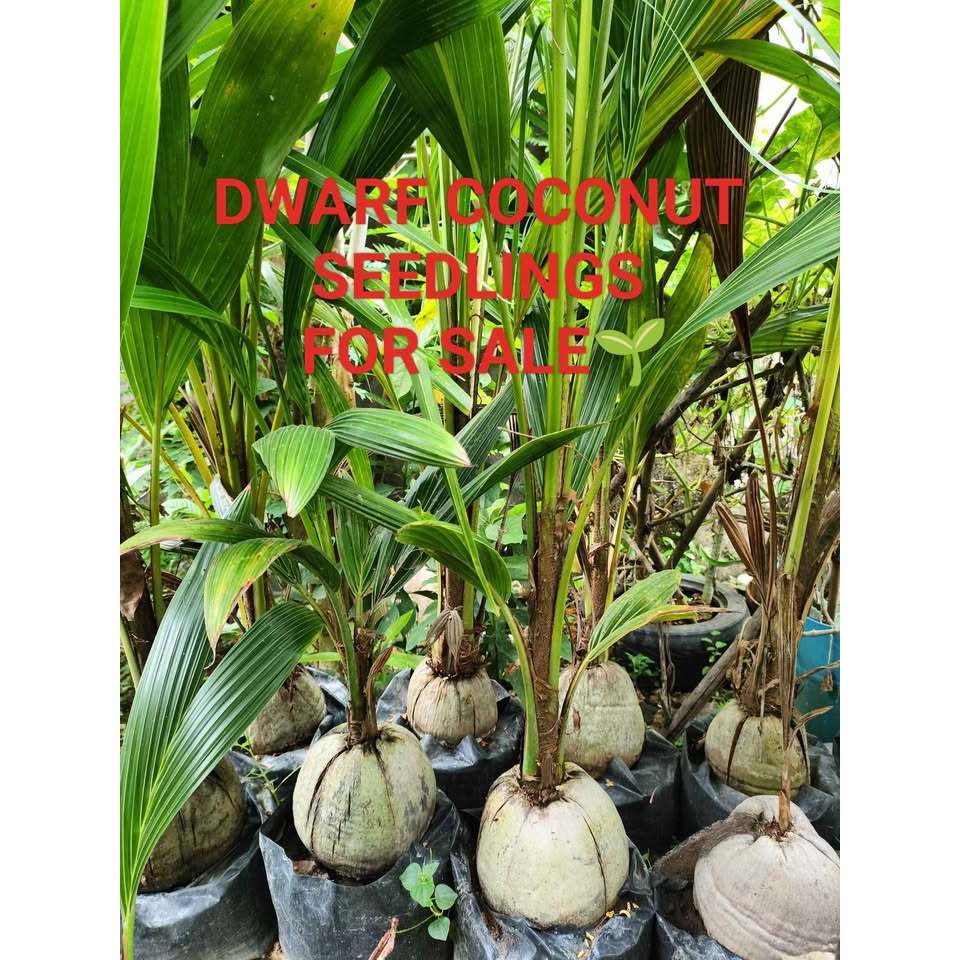 coconut cultured embryo | Shopee Philippines