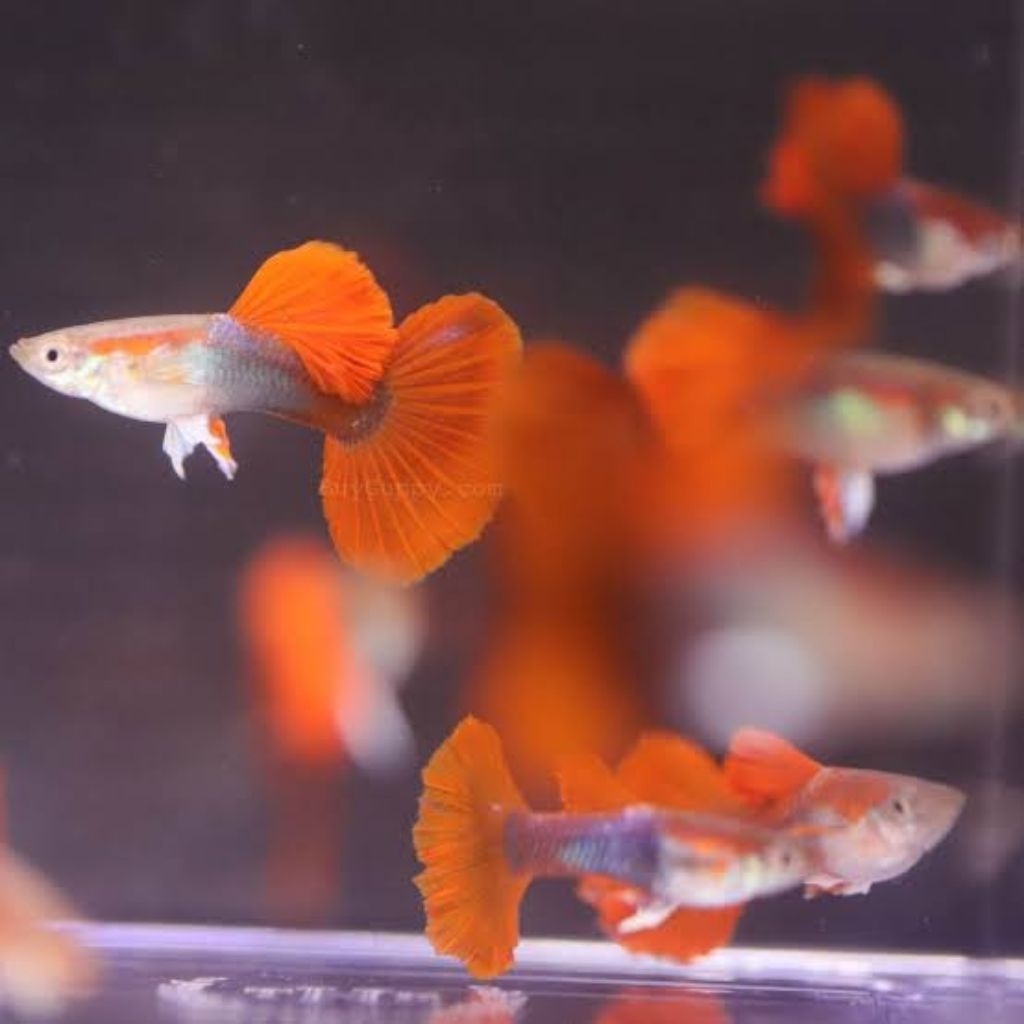 Halfblackredrosetail color enhancer for guppy(Hbbrt PAIR) | Shopee ...
