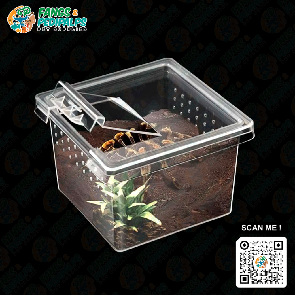 (Wholesale) Square Terrestrial Breeding Box (Small) | Terrarium ...