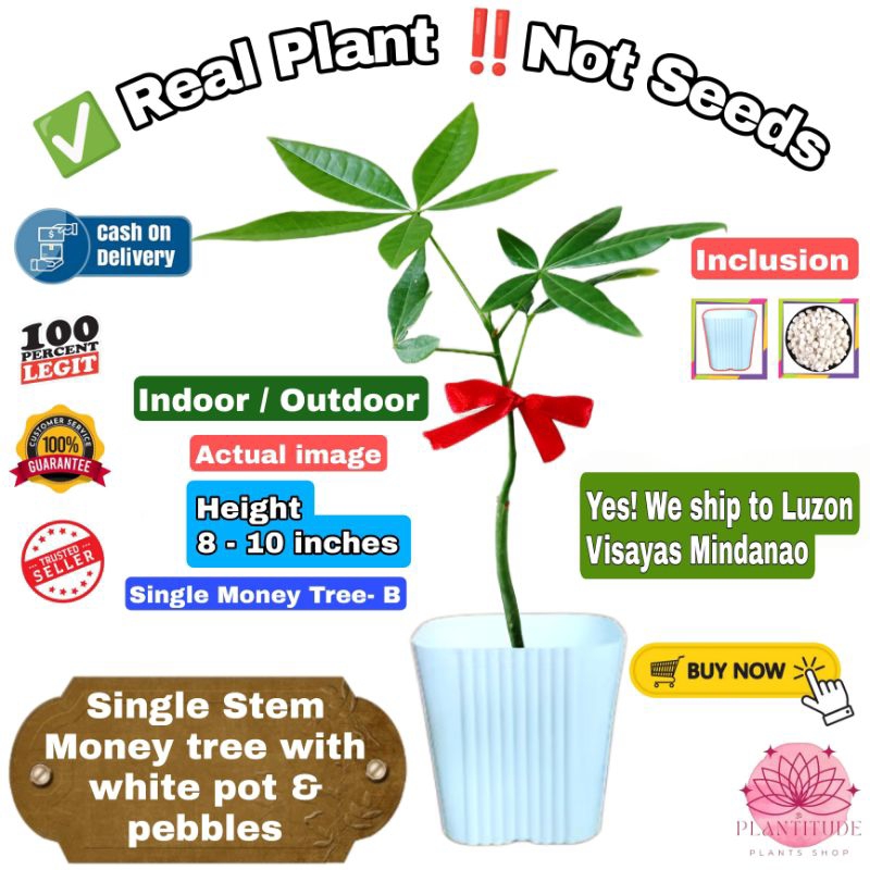 Lucky Charm, Legit Air Purifier, Money Maker/Wealth, Fortune Money Tree,  Brazilian Lucky Wood & More | Shopee Philippines