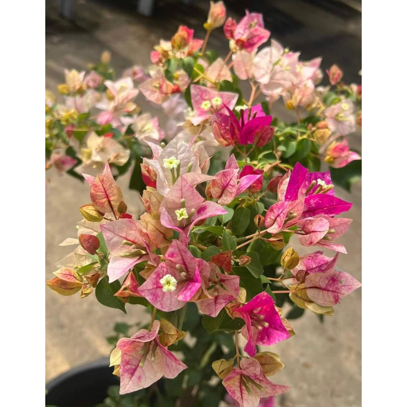 ONLINE EXCLUSIVE RELEASE! THE HOUSE OF BOUGIES GRAFTED BOUGAINVILLAE ...